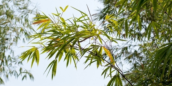 Bambus Zweig